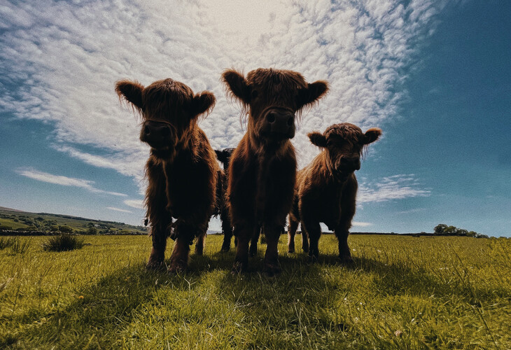 a herd of sheep standing on top of a grass covered field a herd of sheep standing on top of a grass covered field