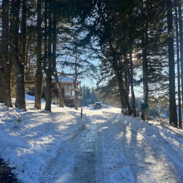 a snow covered forest